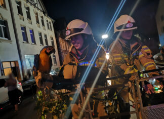 Feuerwehren Hämelerwald und Röddensen retten Papagei „Coco“ nach missglücktem Ausflug Papagei Coco