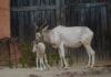 Addax-Antilopen im Erlebnis-Zoo Hannover