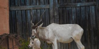 Addax-Antilopen im Erlebnis-Zoo Hannover