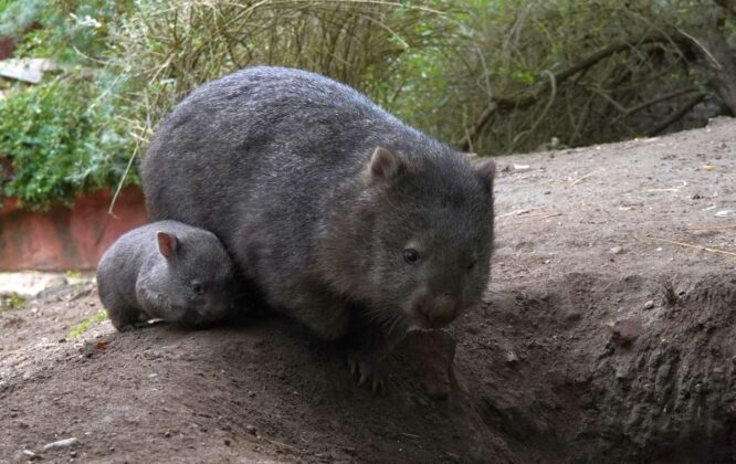 Das Wombat-Jungtier neben Mutter Maya