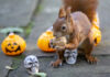 Halloween / Eichhörnchen