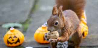 Halloween / Eichhörnchen