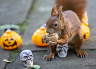 Zwei schaurig-schöne Gruselfeste für Kinder in Langenhagen Halloween / Eichhörnchen