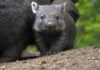 Wombat-Jungtier ganz dicht bei Mutter Maya