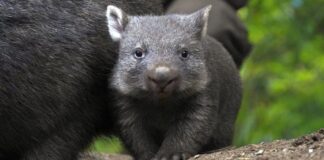 Wombat-Jungtier ganz dicht bei Mutter Maya