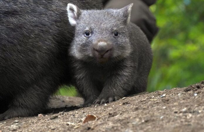 Wombat-Jungtier ganz dicht bei Mutter Maya