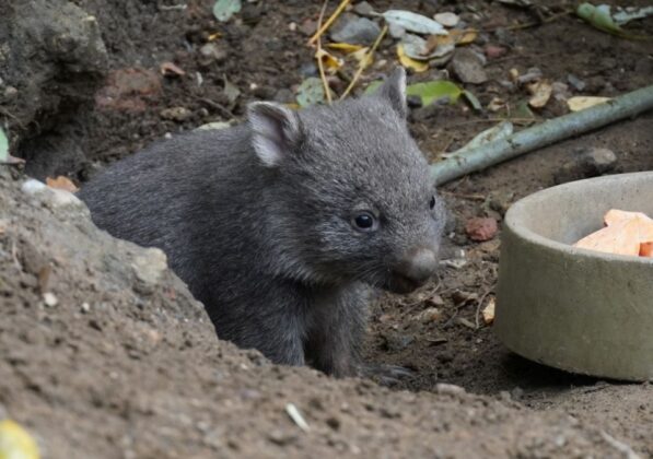 Wombat-Jungtier lugt aus der Höhle