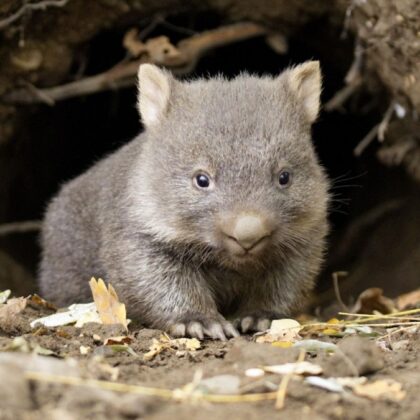 Das Wombat-Jungtier ist männlich.