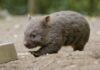 Der kleine Wombat ist flink unterwegs