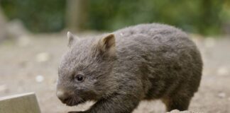 Der kleine Wombat ist flink unterwegs