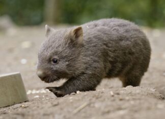 Das Geheimnis ist gelüftet: Wombat-Jungtier im Erlebnis-Zoo Hannover ist männlich Der kleine Wombat ist flink unterwegs