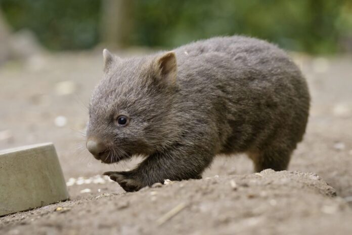 Der kleine Wombat ist flink unterwegs