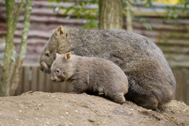 Nacktnasenwombat - Unterwegs mit Mutter Maya