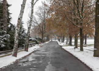 Zwecks weiteren Ausbaus des Stucken-Mühlen-Weges müssen neun Bäume weichen Zwecks weiteren Ausbaus des Stucken-Mühlen-Weges müssen neun Bäume weichen.