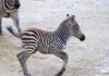 Nachwuchs bei den Steppenzebras