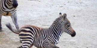 Nachwuchs bei den Steppenzebras
