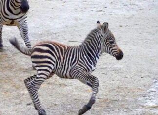 Erlebnis-Zoo Hannover freut sich über Nachwuchs bei den Steppenzebras Nachwuchs bei den Steppenzebras