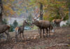 Rotwild / Hirsch / Reh