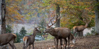 Rotwild / Hirsch / Reh