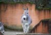 Der neue Somali Wildesel-Hengst ist zu Besuch im Erlebnis-Zoo Hannover