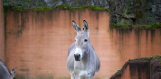 Der neue Somali Wildesel-Hengst ist zu Besuch im Erlebnis-Zoo Hannover