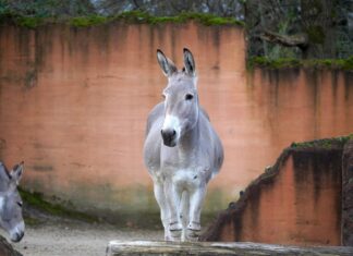 Neuer Somali-Wildesel-Hengst im Erlebnis-Zoo Hannover eingetroffen Der neue Somali Wildesel-Hengst ist zu Besuch im Erlebnis-Zoo Hannover
