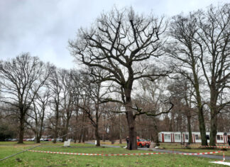 Langenhagen: Drei Bäume müssen kurzfristig gefällt werden Eine Eiche im Stadtpark, eine Roteiche an der Kurt-Schumacher-Straße und ein Silberahorn im Sonnenweg sind nicht mehr standsicher.