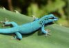 Himmelblauer Zwergtaggecko