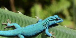 Himmelblauer Zwergtaggecko