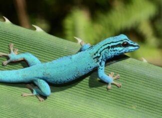 Der Gecko ist das „ZOOTIER DES JAHRES“ Himmelblauer Zwergtaggecko