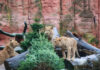 Tiere bekommen Weihnachtsbäume