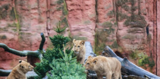Tiere bekommen Weihnachtsbäume