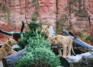 Tiere im Erlebnis-Zoo bekommen die nicht verkauften Weihnachtsbäume Tiere bekommen Weihnachtsbäume