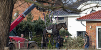 Tierischer Feuerwehreinsatz: Pferd in Pool