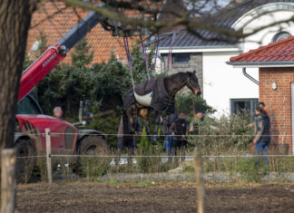 Tierischer Feuerwehreinsatz: Pferd in Pool Tierischer Feuerwehreinsatz: Pferd in Pool