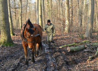 Hannover-Eilenriede: Pferde unterstützen Holzabtransport im Wald Pferde unterstützen Holzabtransport