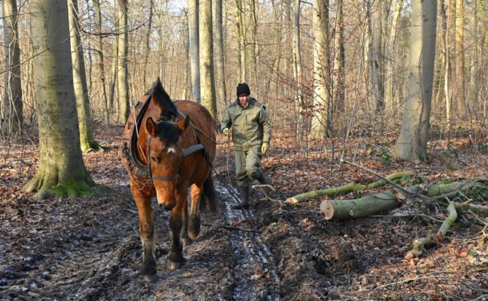 Pferde unterstützen Holzabtransport
