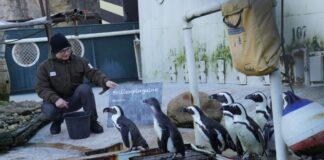 Tierisch spannende Inventur im Erlebnis-Zoo Hannover