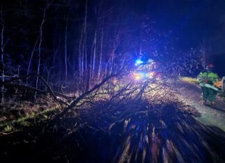 Feuerwehr Kaltenweide räumt umgestürzten Baum von der Straße.