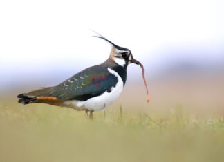 NABU Langenhagen: Der Kiebitz – Vogel des Jahres 2024 Kiebitz mit Regenwurm