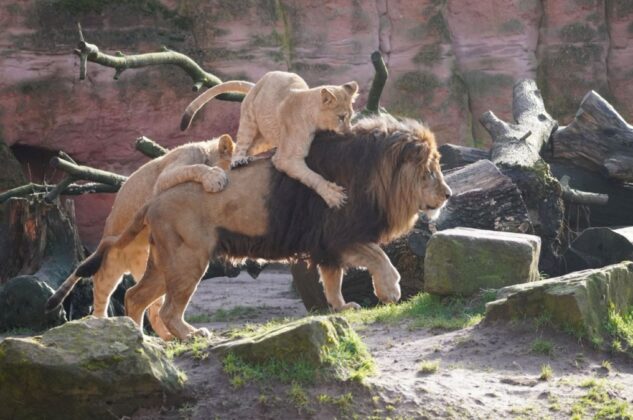 Die Jungtiere spielen mit dem Löwenvater