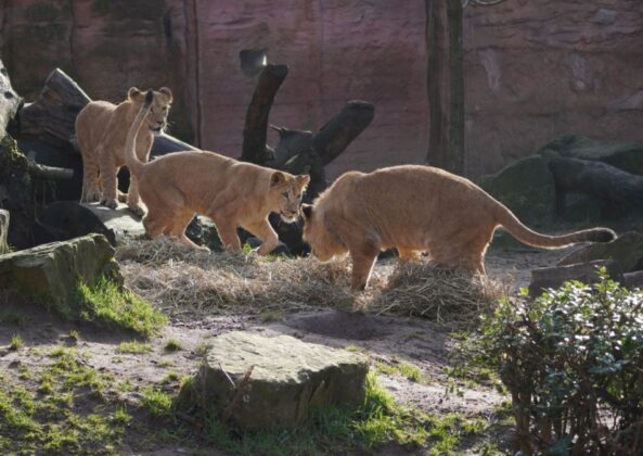Die Löwenjungtiere entdecken die Tierbeschäftigung aus Antiliopenstroh