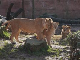 Löwenmutter mit zwei Jungtieren
