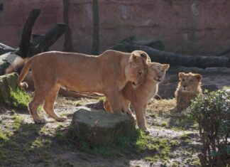 Löwenmutter mit zwei Jungtieren