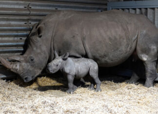 Serengeti-Park startet am 16. März in die Jubiläumssaison Nashornbaby Kilombo