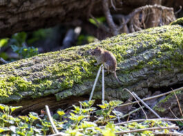 Maus auf Baumstamm
