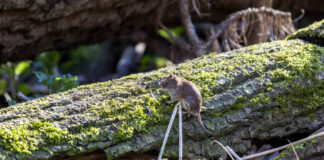Maus auf Baumstamm