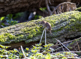 Linden-Nord: 19-Jähriger filmt Maus in Bäckerei und will Inhaber erpressen Maus auf Baumstamm