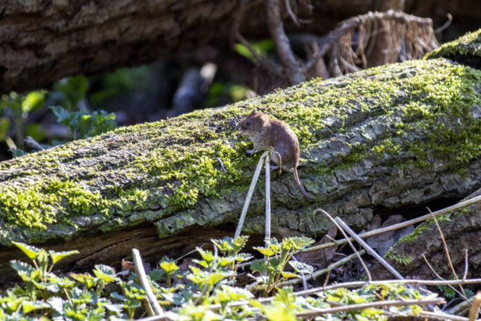 Maus auf Baumstamm
