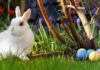Osterhase